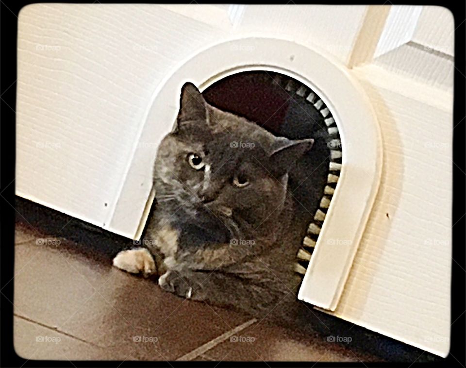 Smug kitty looking through hole in door. 