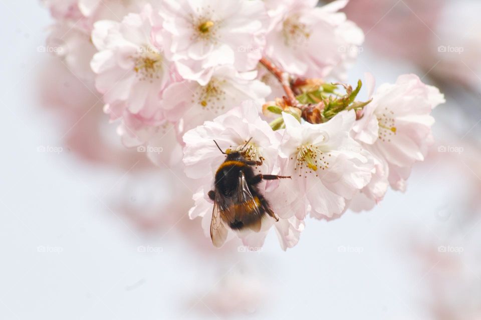 Bumblebee pollinating cherry tree in the spring.