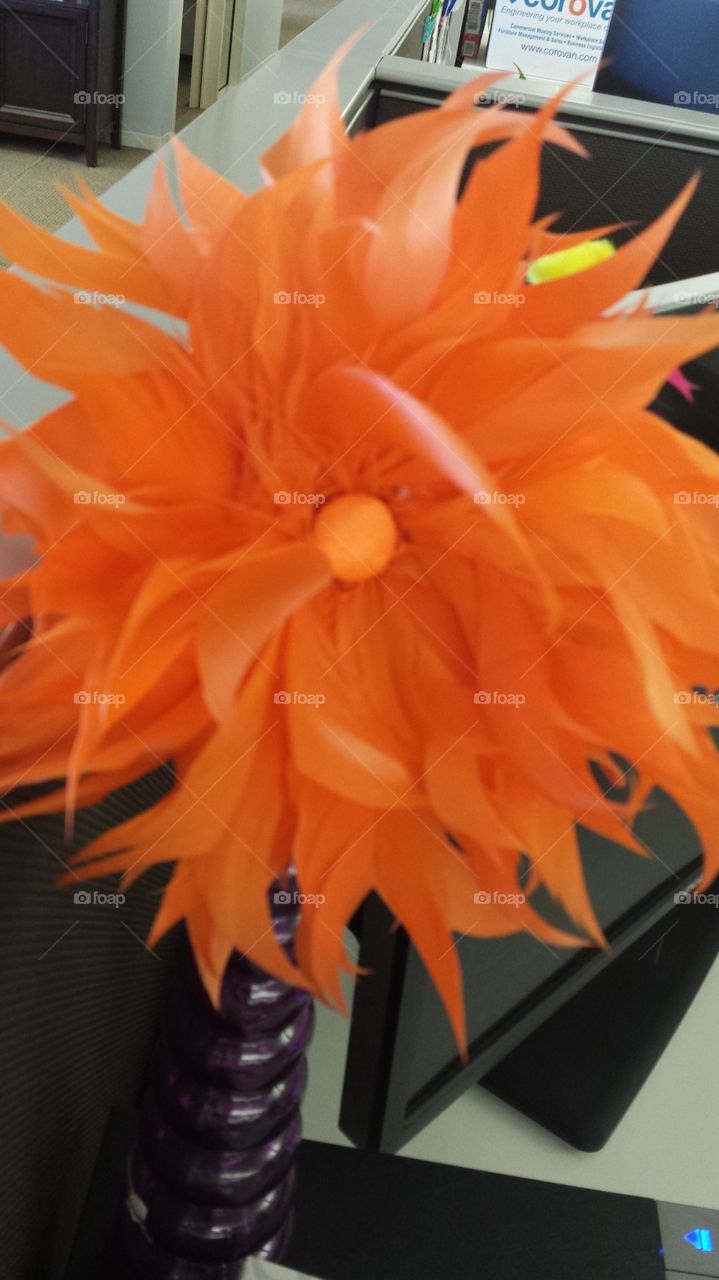 orange feather flower