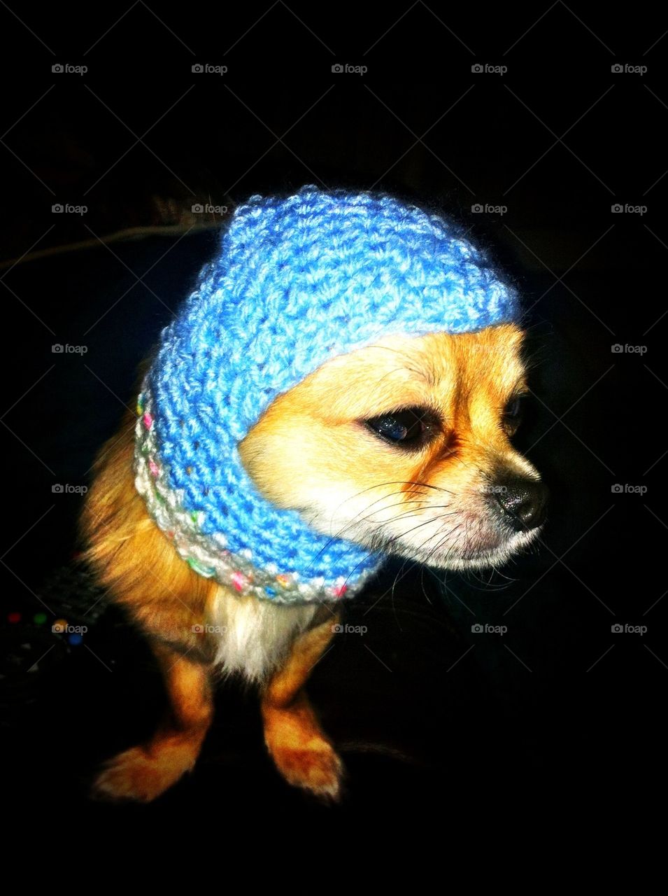 Chihuahua in a balaclava