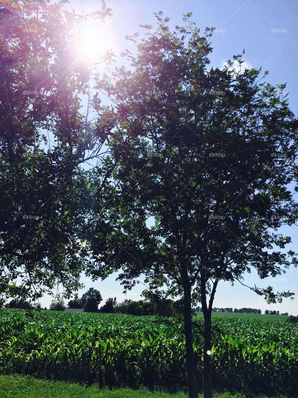 Sunshine and trees . Behind our farm 