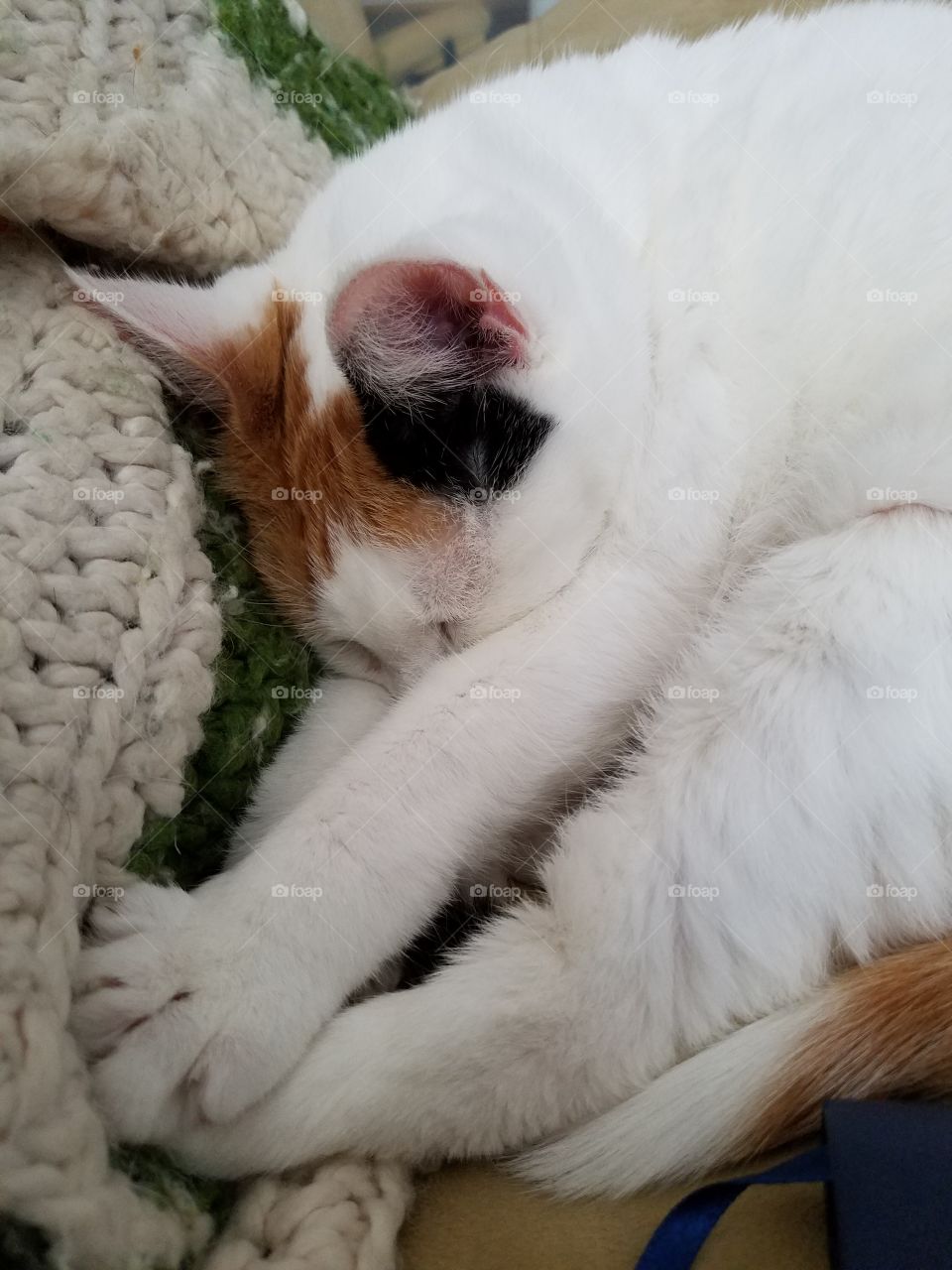 Kitty Snuggles and Love