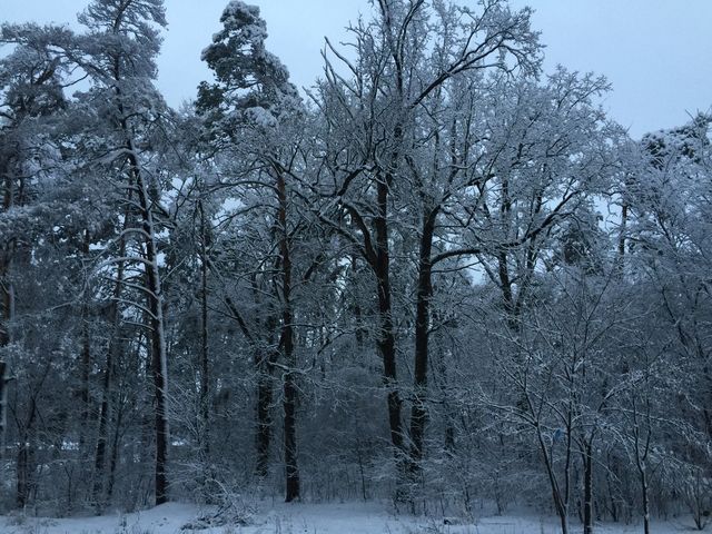 Winter fairytale 