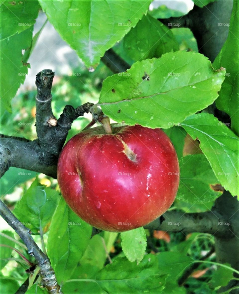 Apple