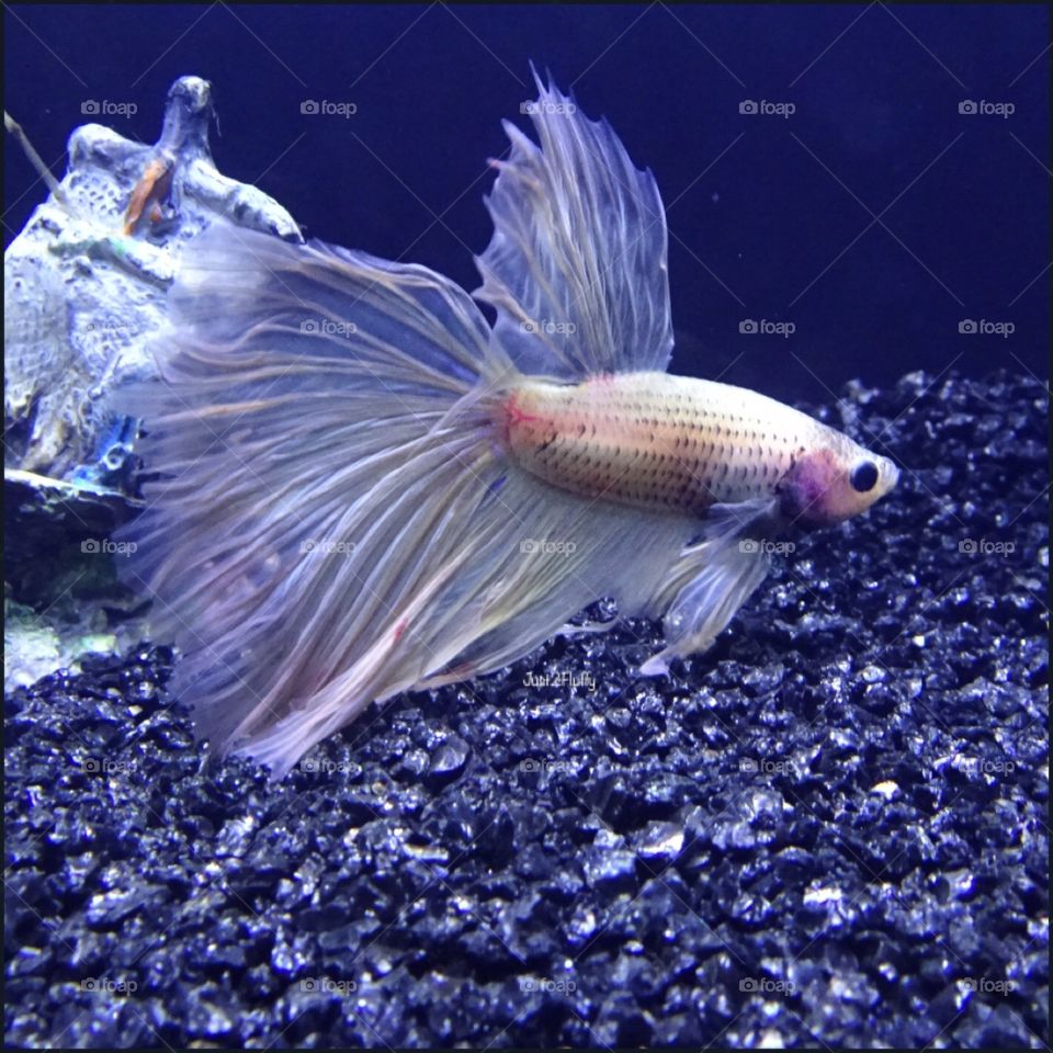 My young male betta delta tail, fighter fish 