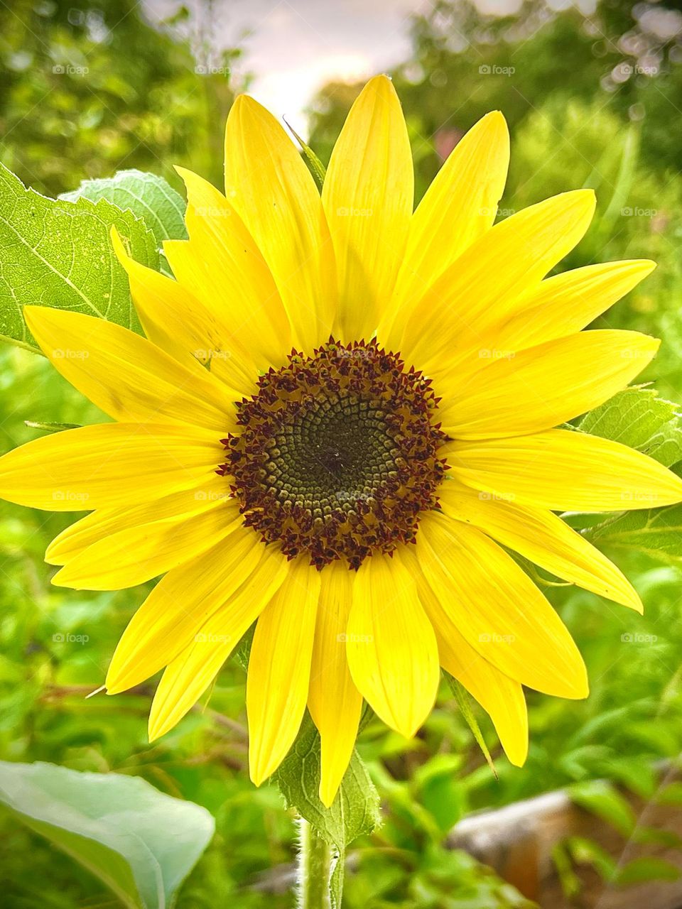 A bright beautiful happy yellow flower