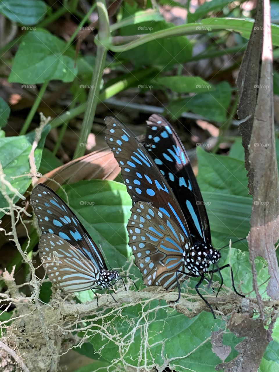 This two cute butterflies are from Thailand 