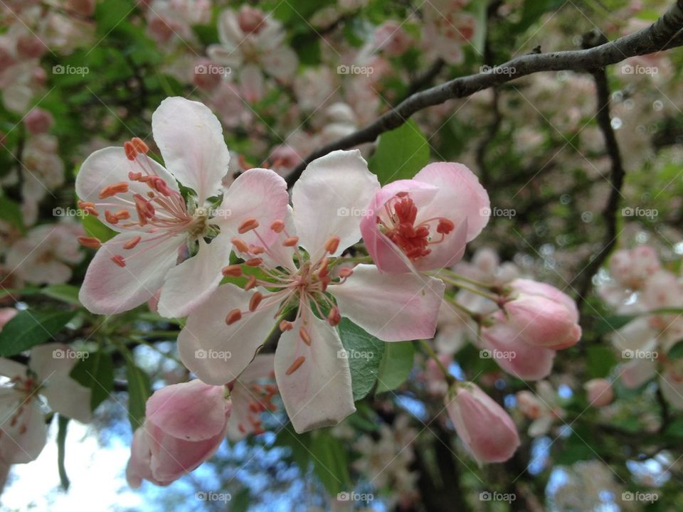 Anticipation of apples