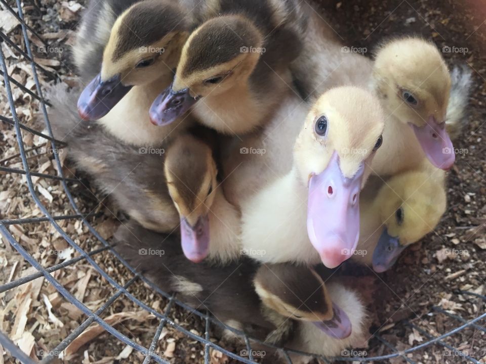 Baby ducks!