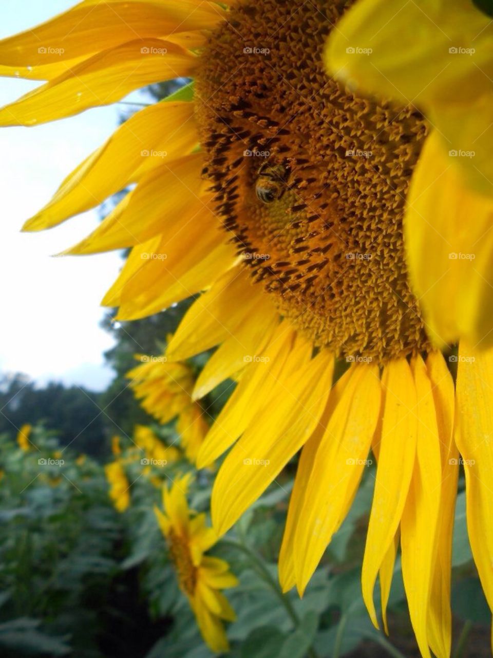 Sunflowers at buttonwood