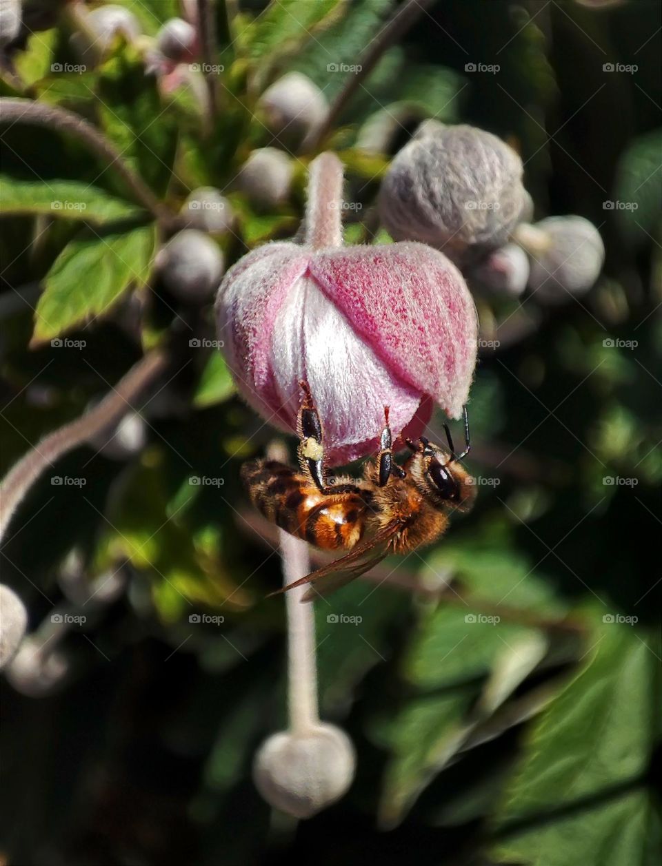Macro photo of a bee sitting on a flower growing in the garden