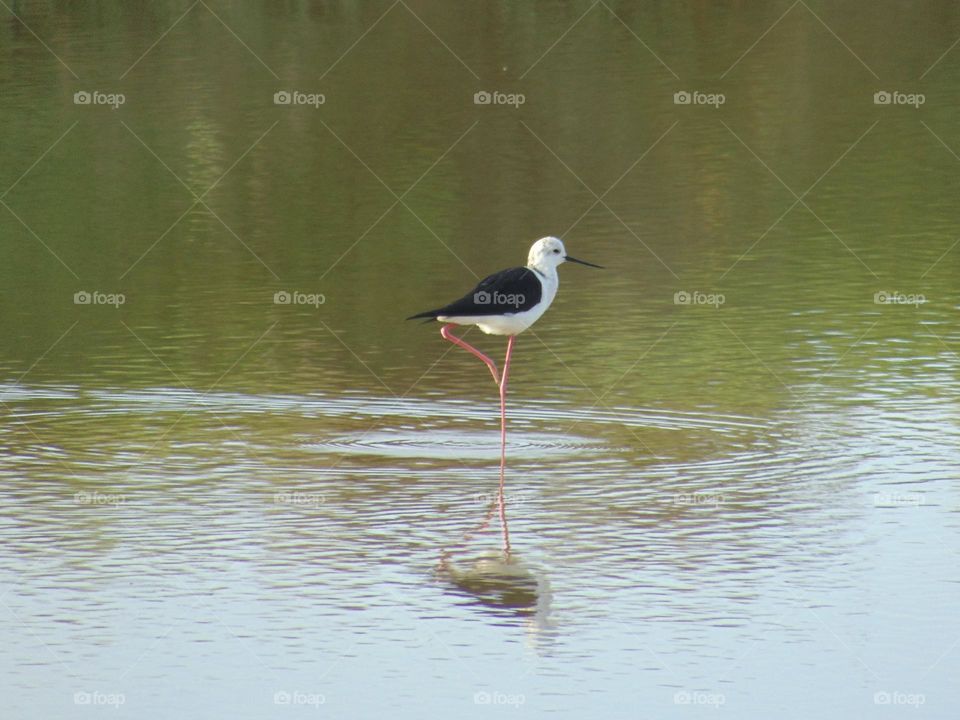 black-winged stilt 