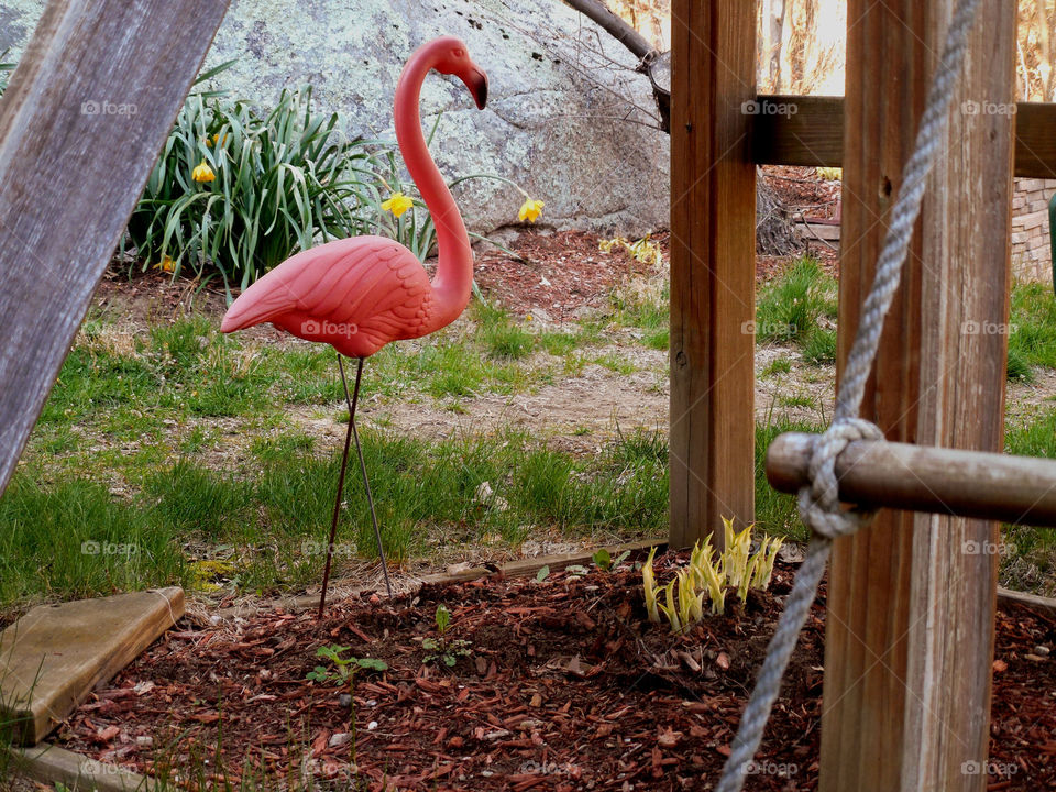 Pink flamingos in garden mulch. Spring starting 