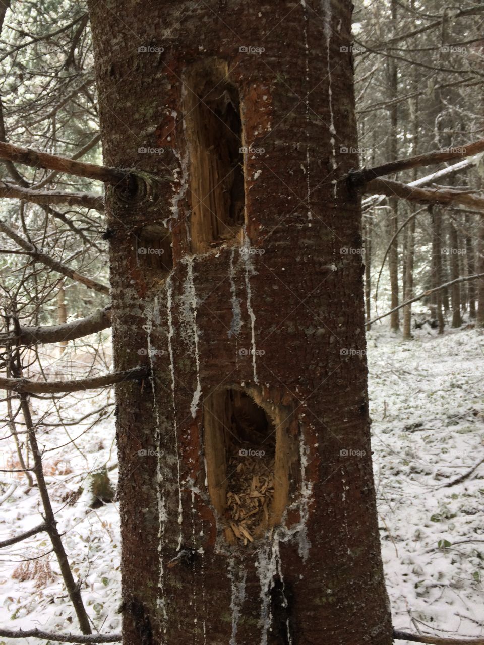 Woodpecker damaged tree