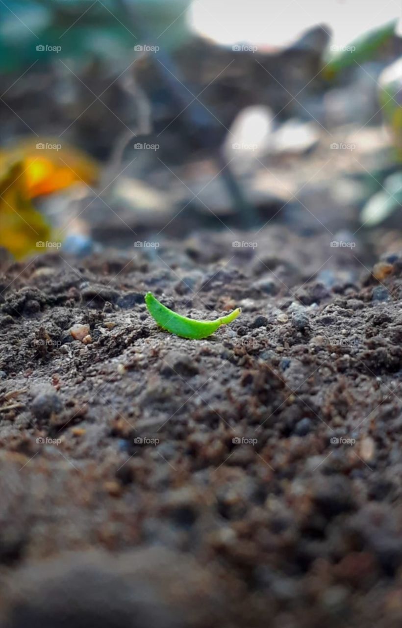 little leaf on sand