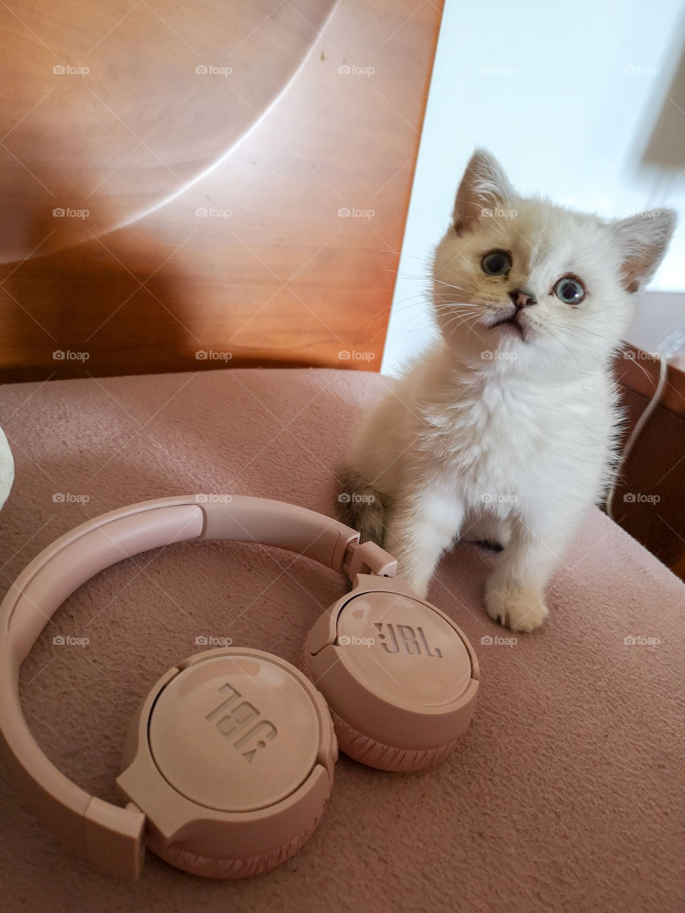 My cat and my JBL