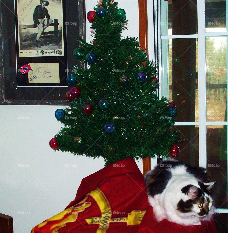 Matt guards c tree and cat. James areas watches over Christmas tree and cat