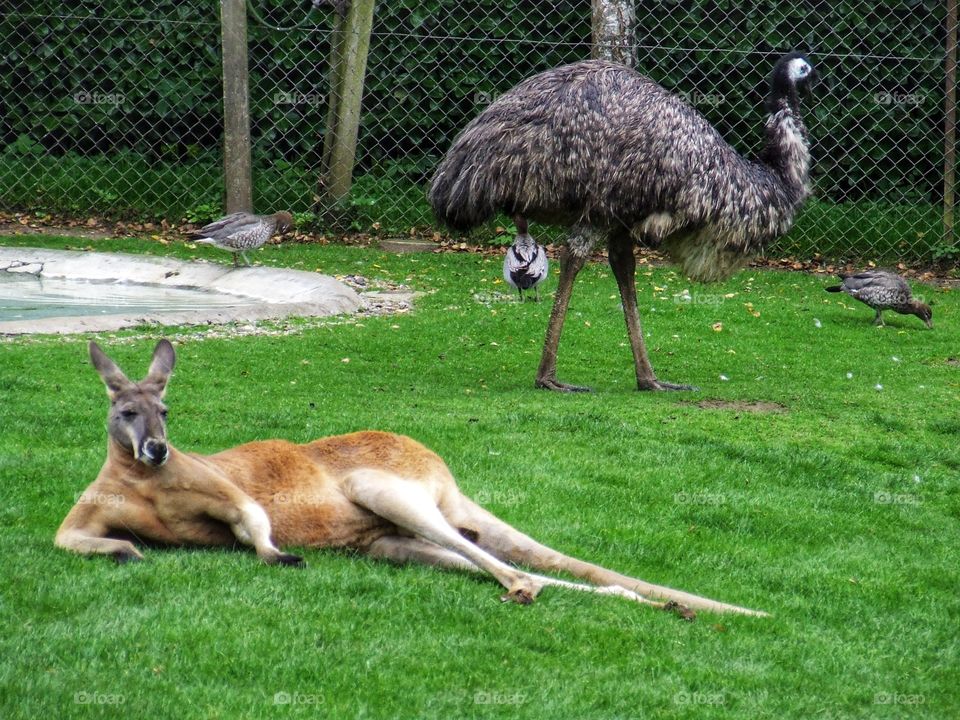 The kangaroo life is good.