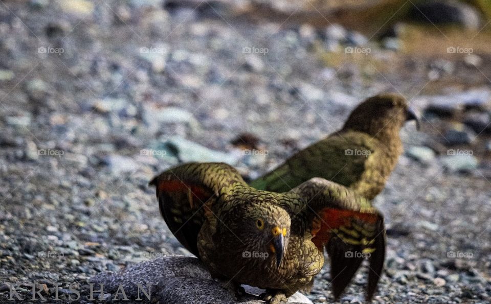kea New Zealand bird