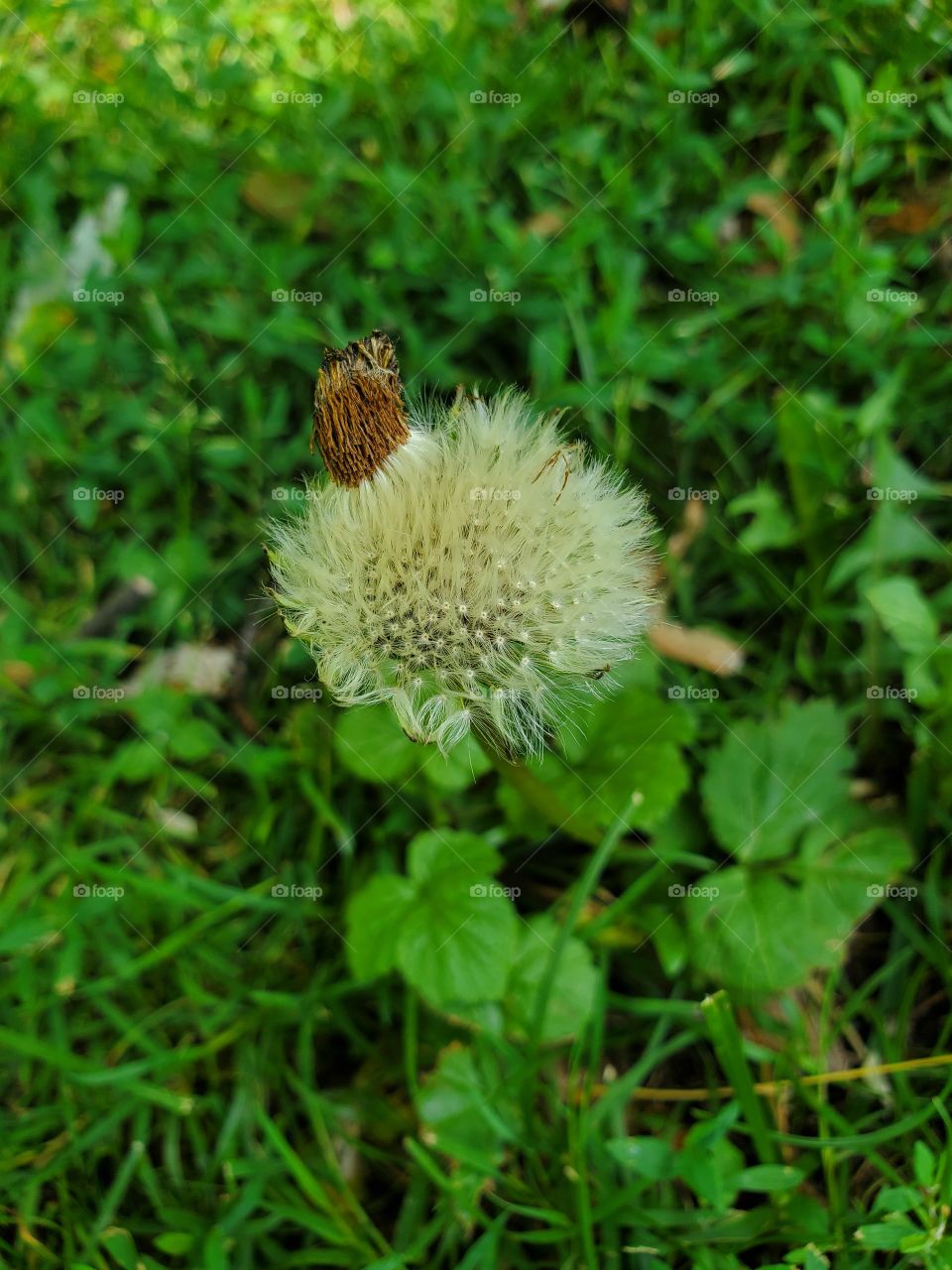 wild flower without petal