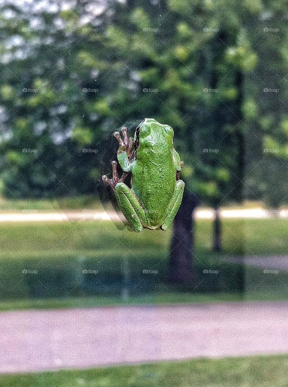 Frog Reflections
