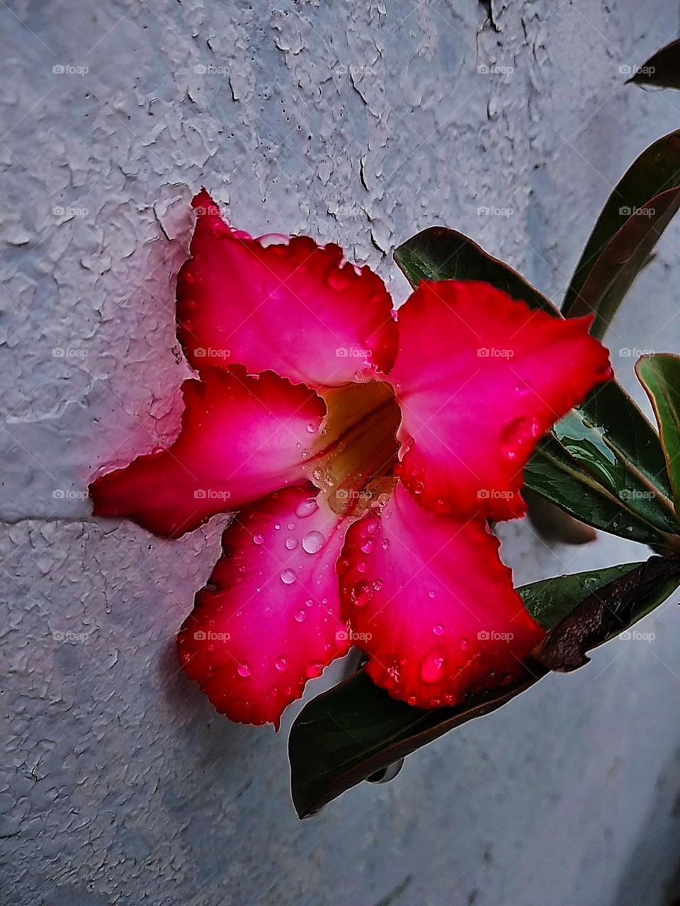 Pink red flower plants