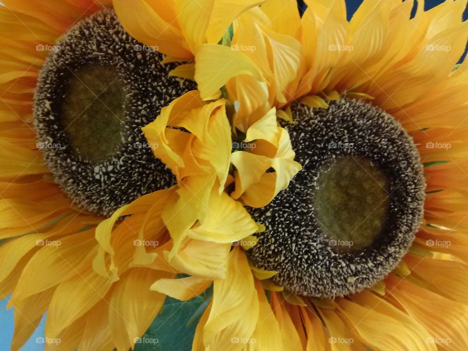 two sunflowers 