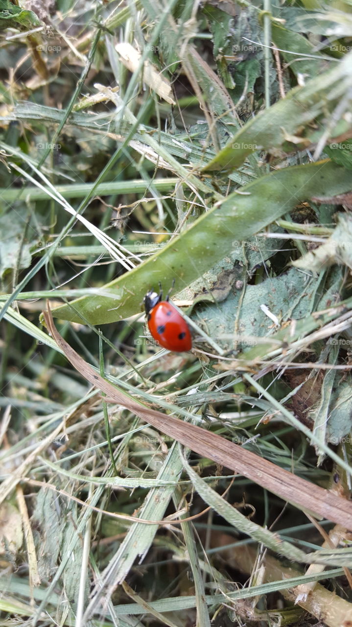 Ladybug on a straw