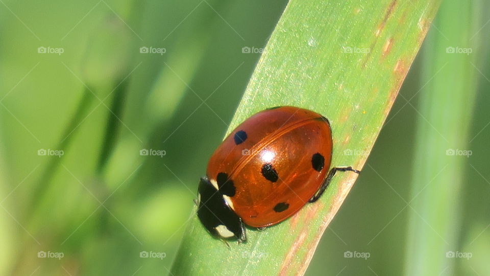 Ladybird in sunshine 