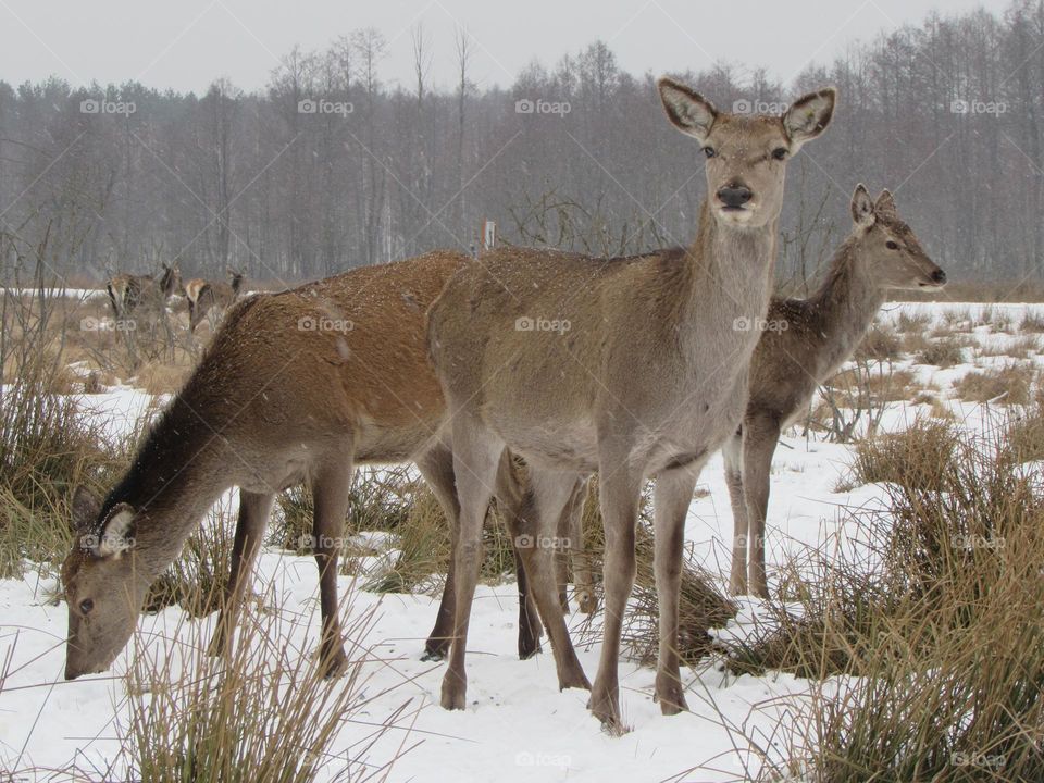 Deers in winter