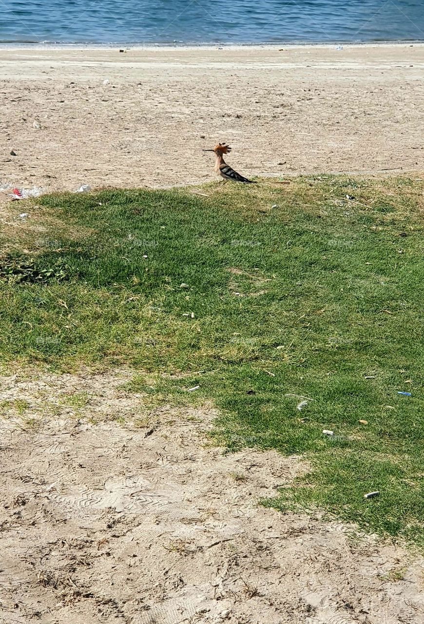 Hoopoe bird.. looking for food enjoying the sunlight
