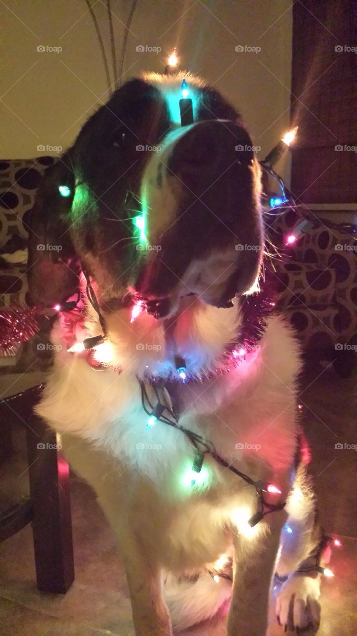 Dog got into the lights again 