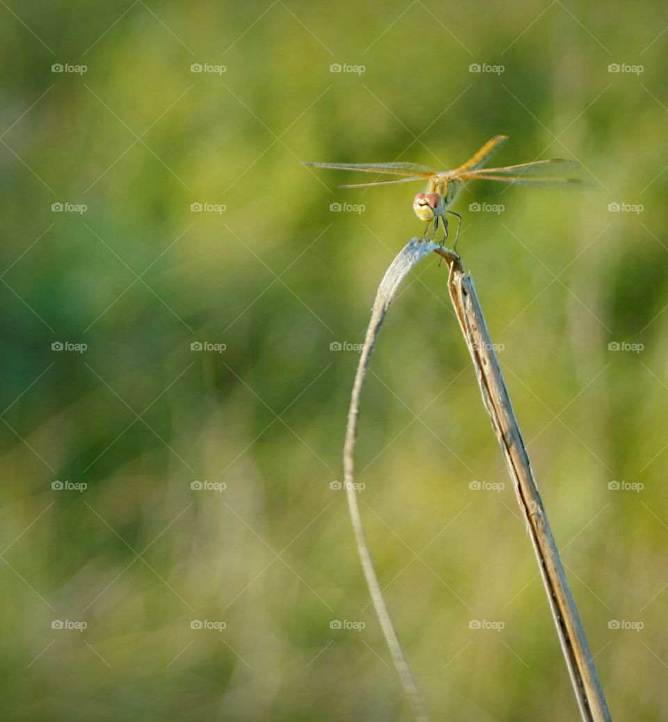 A dragonfly grabbing grass to stand the strong wind.