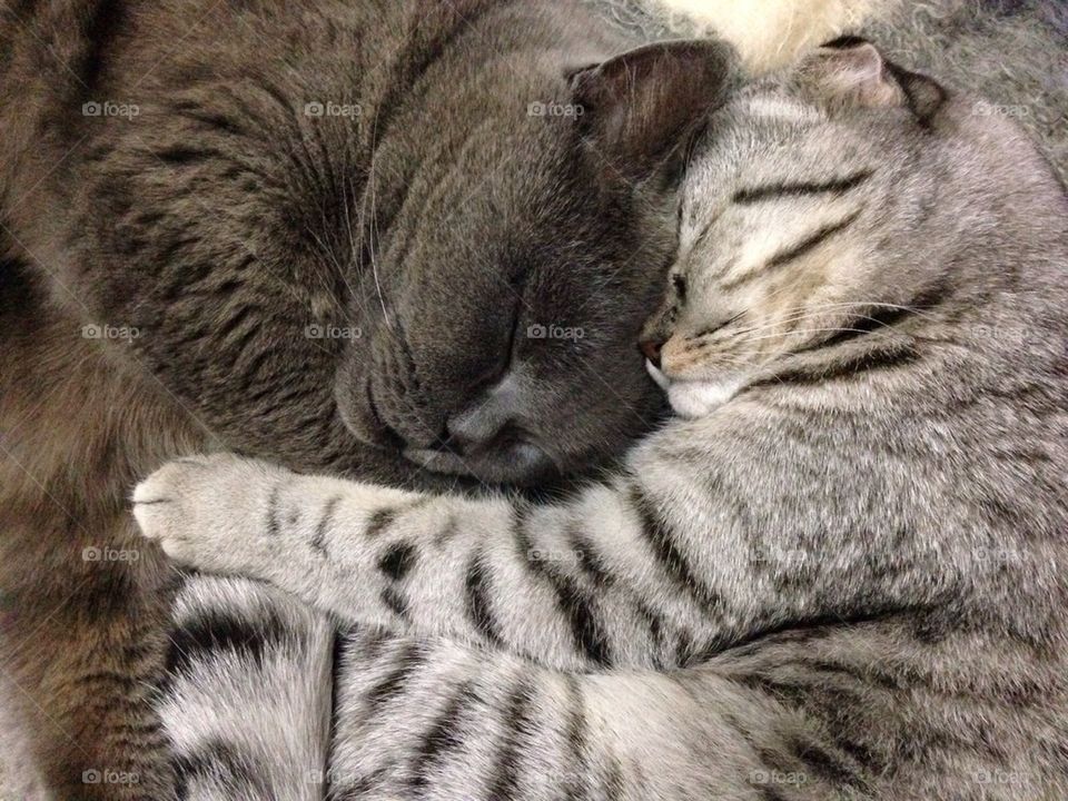 Close-up of  two sleepy cats