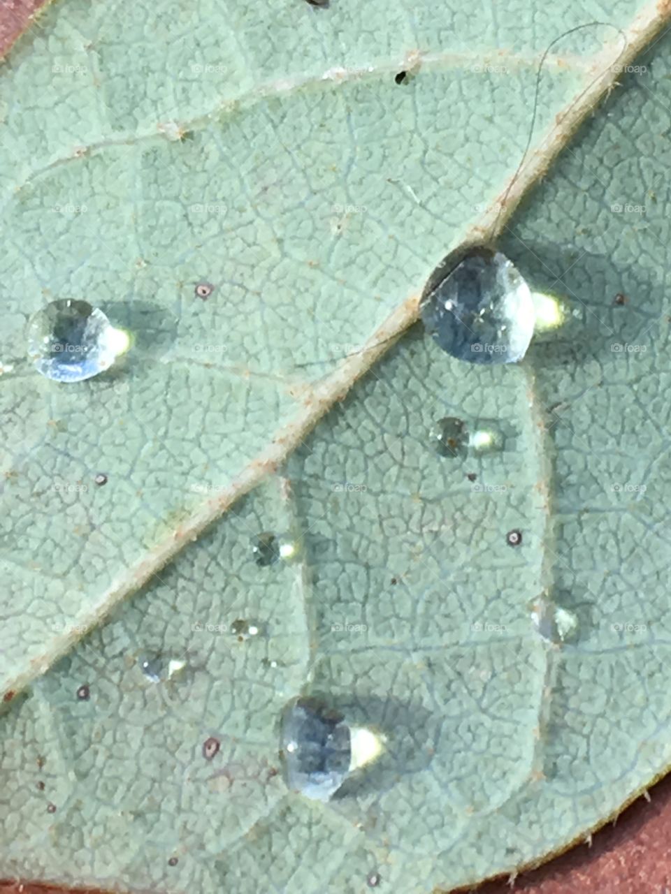 Water drops on a leaf 