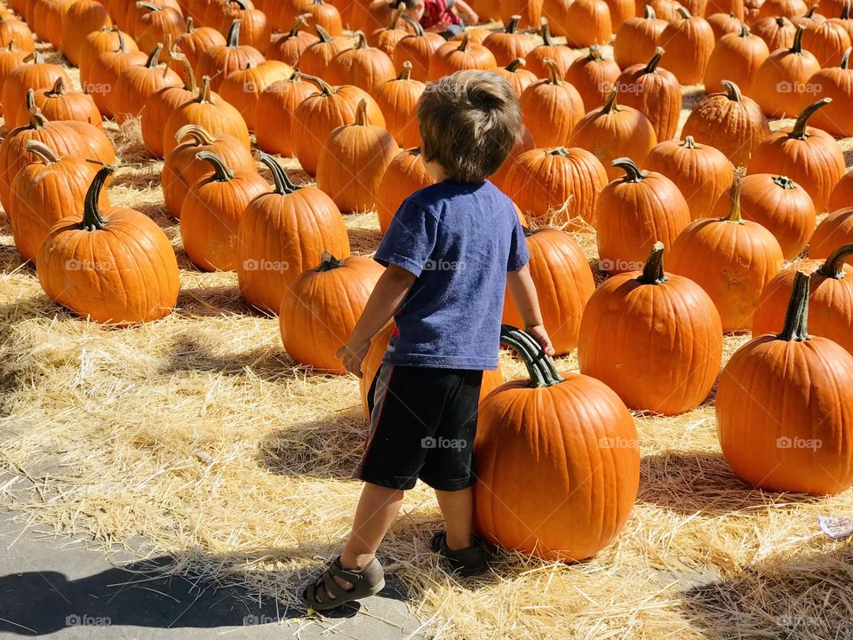 So many pumpkins to choose from!