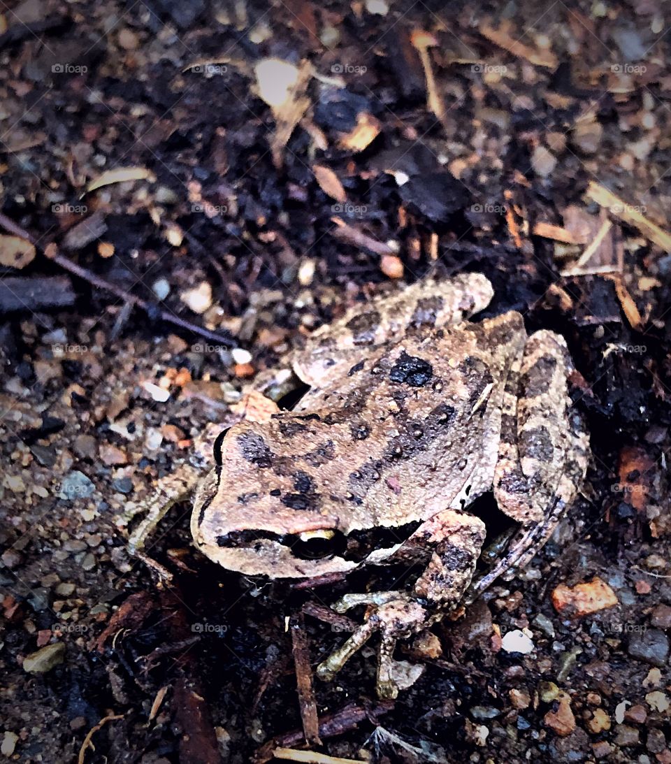 Frog in the soil