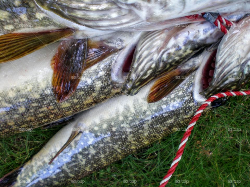 Mead northern pike fish