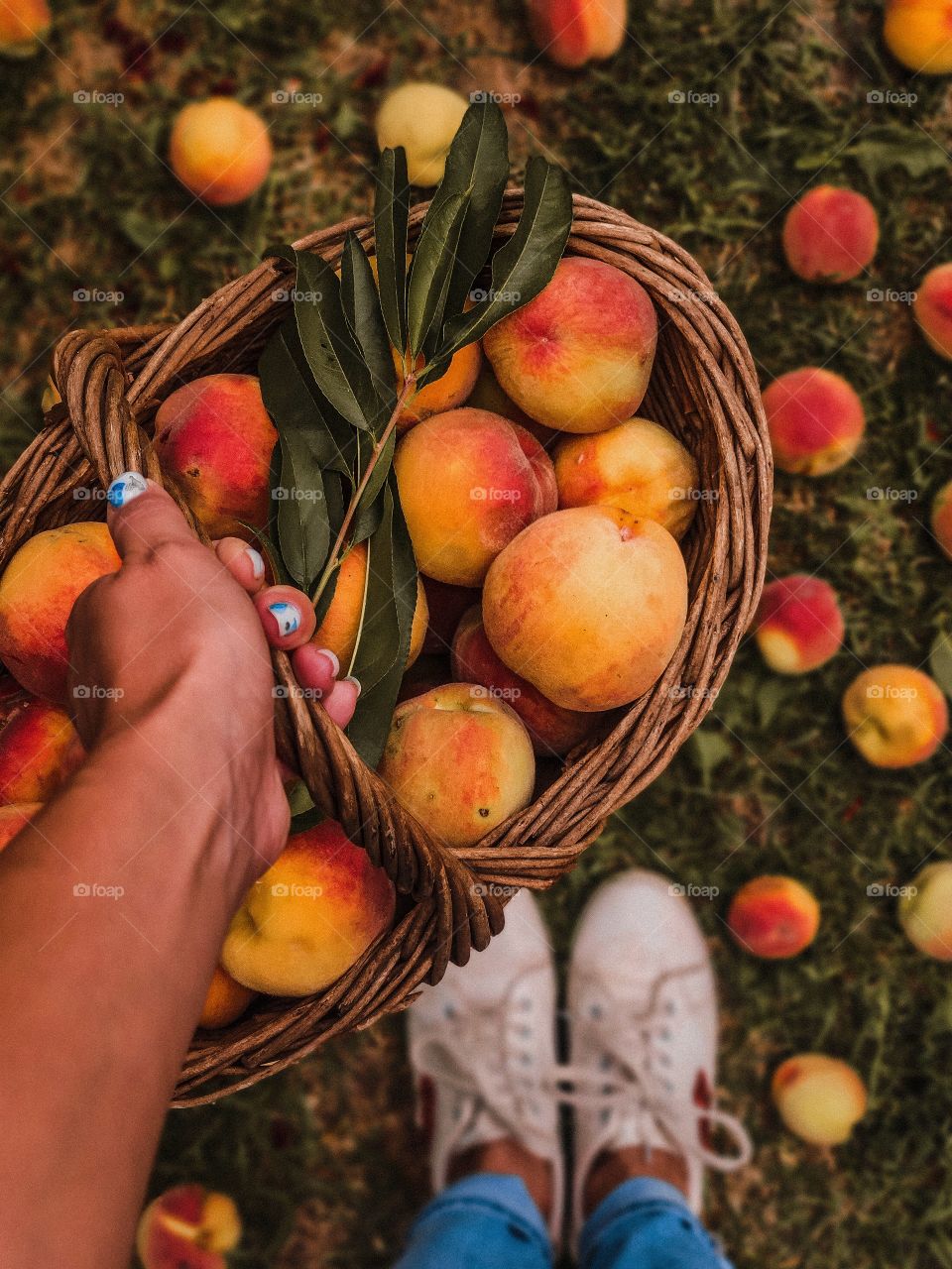 harvest of peaches in a basket