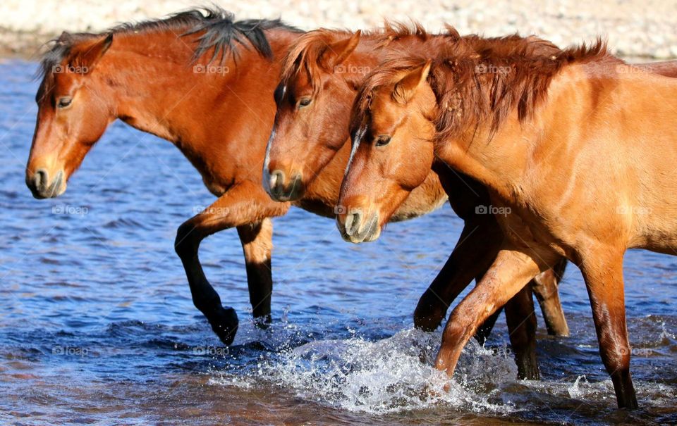 Arizona Salt River Wild Horses