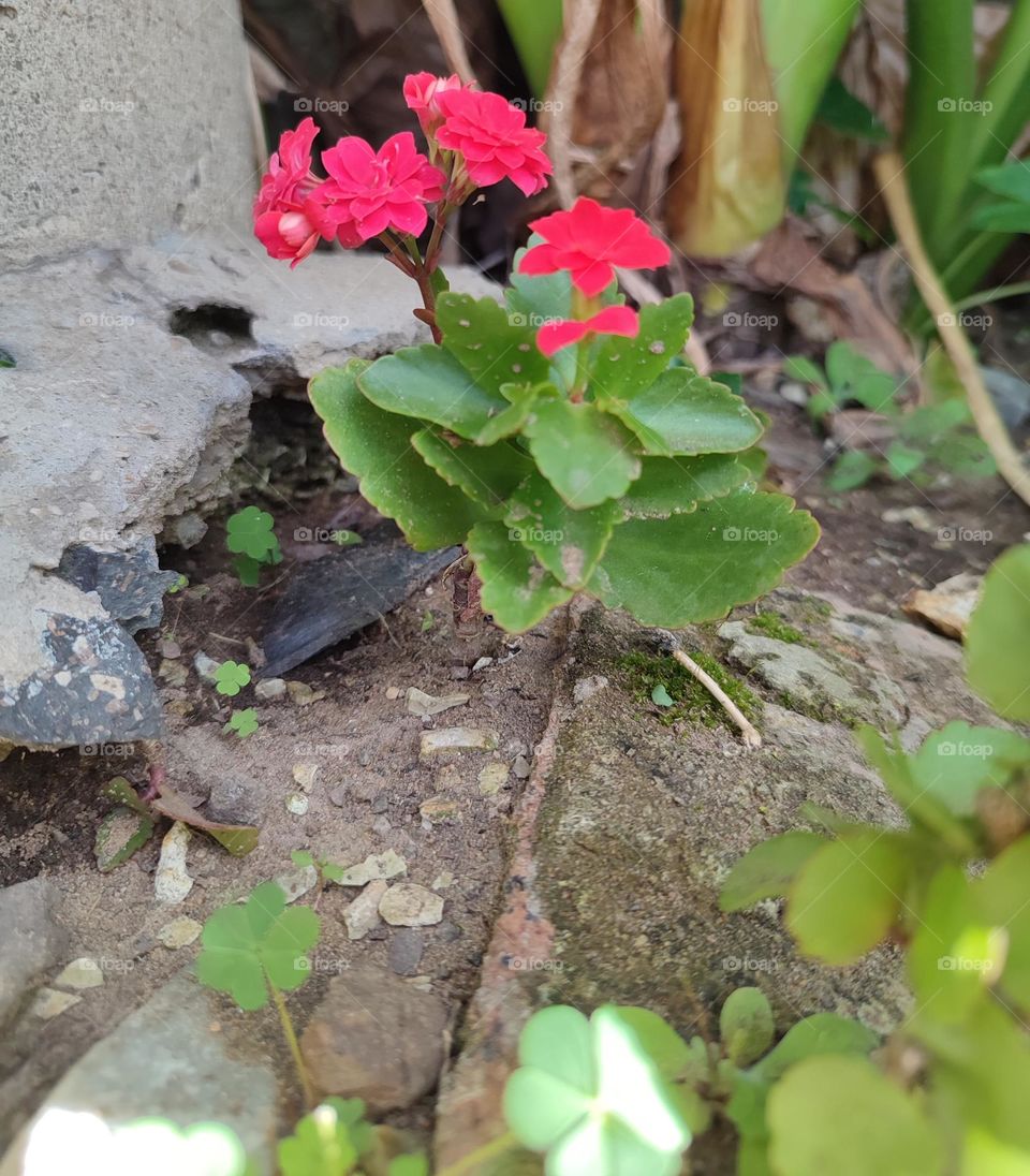 Florist Kalanchoe, plant