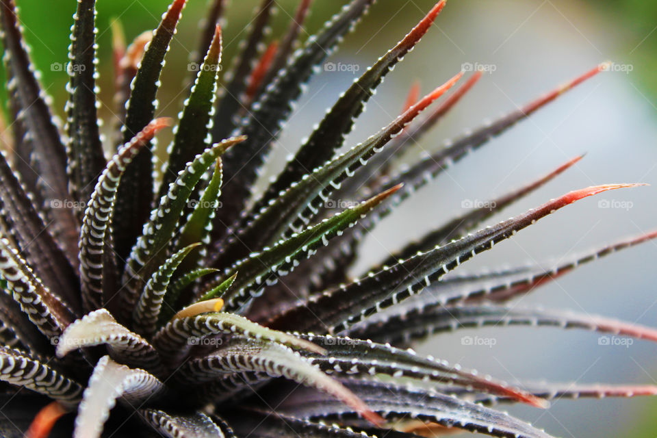 macro cactus