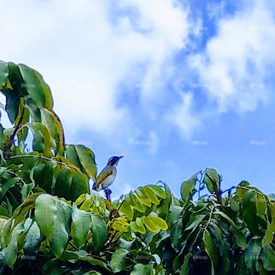 A bird looks up at the blue sky, what does it think about? Do you think about something the same as it when you look up at sky? maybe the feature for you or anything for other people.