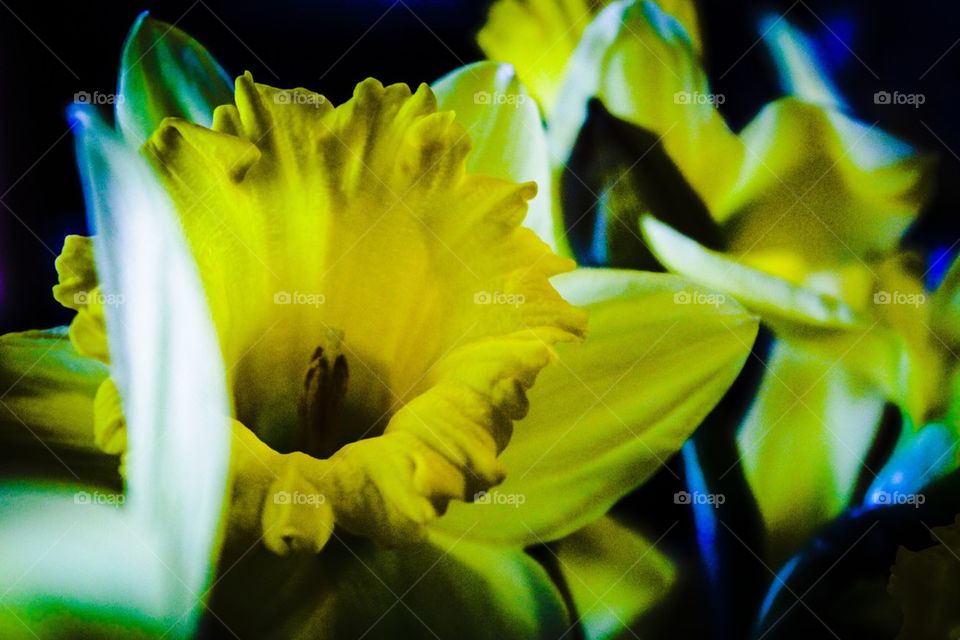 Daffodil bouquet 