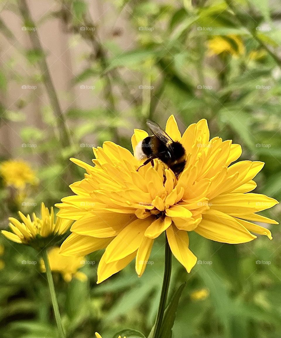 A bumblebee sits on bright yellow flowers, its furry body and wings sparkling in the sun, creating a picturesque contrast.