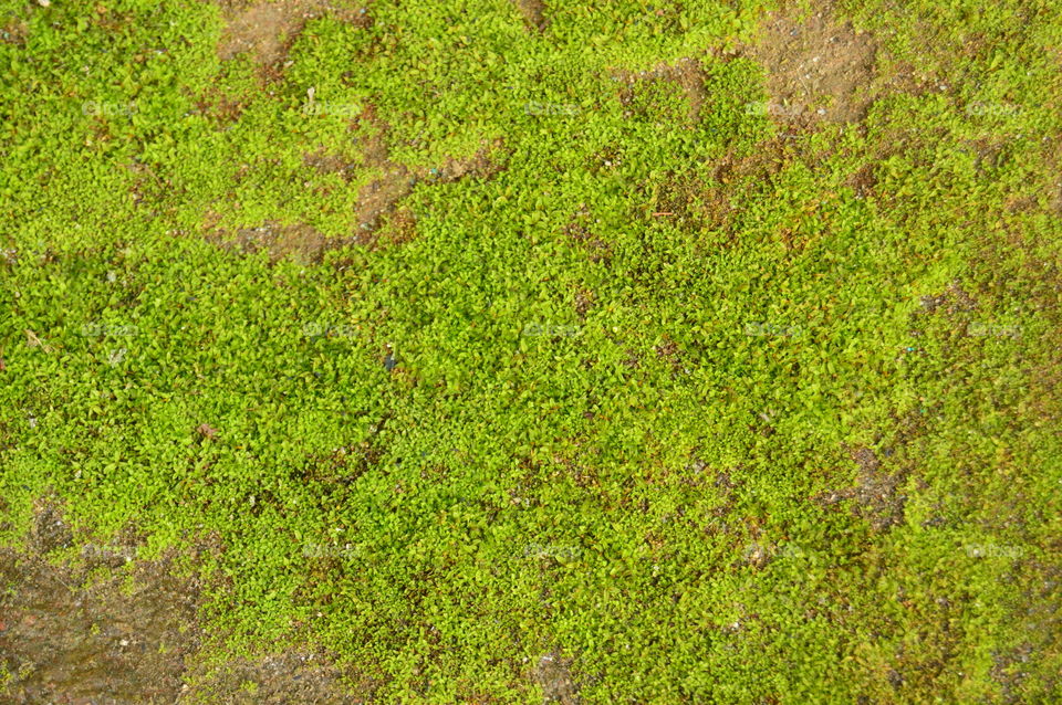 texture, moss, green, background,