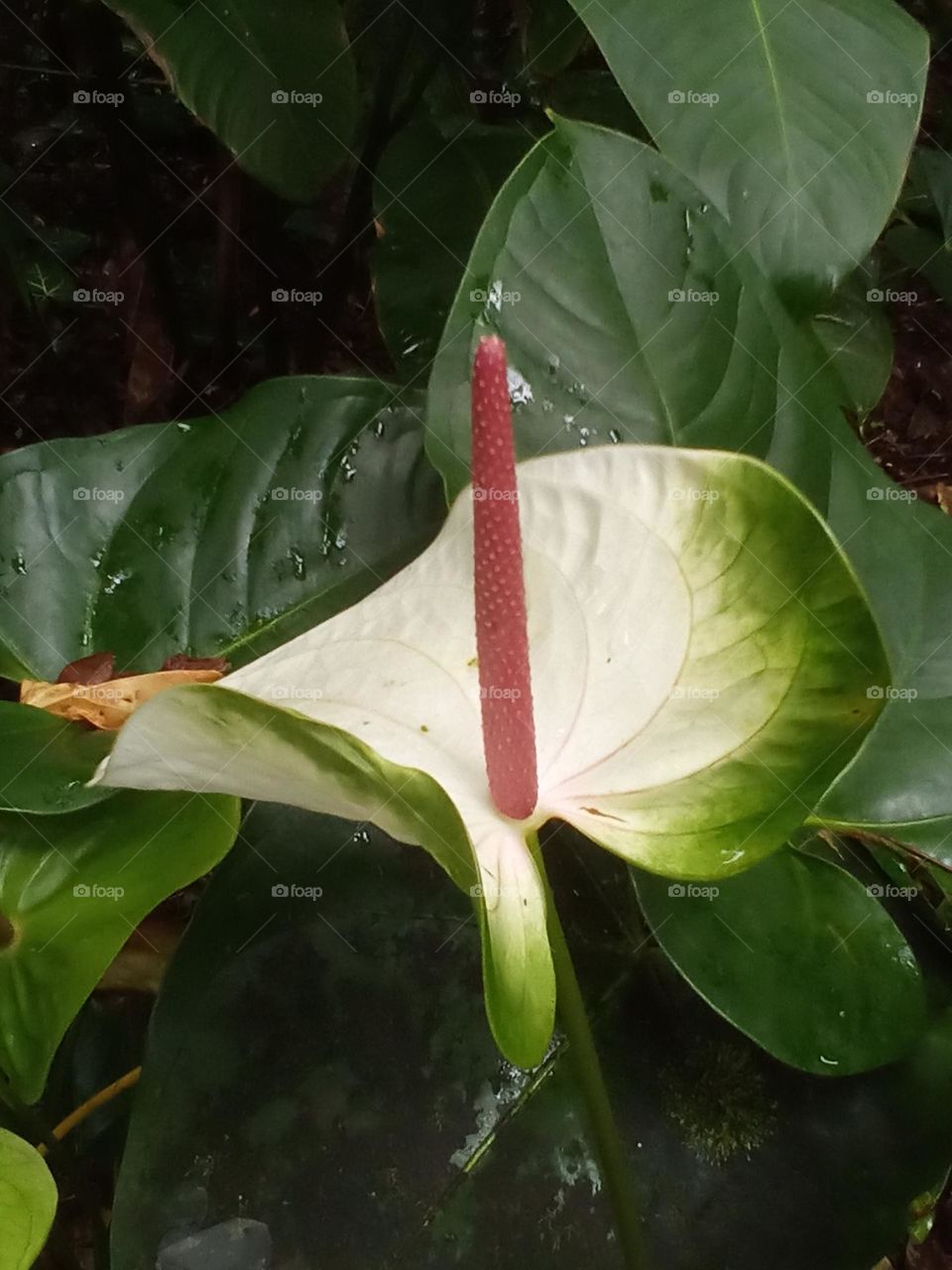 Anthurium type flower delicately shaded.