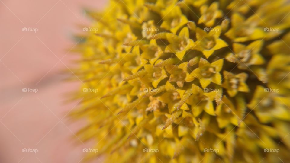 A macro of a flower
