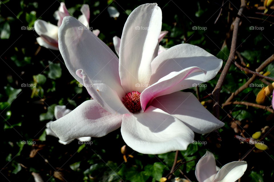 Magnolia