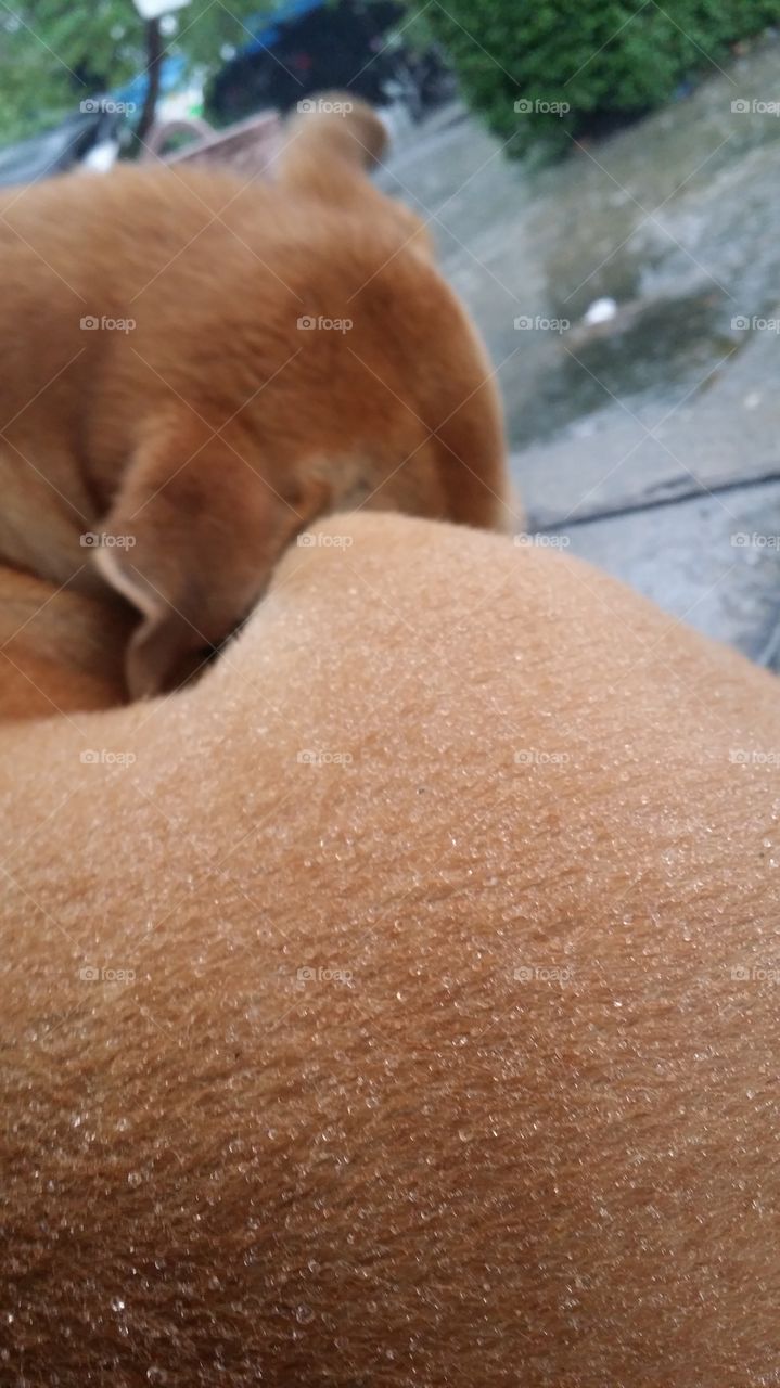 perro chuva